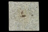 Bargain, Fossil March Fly (Plecia) - Green River Formation #138491-1